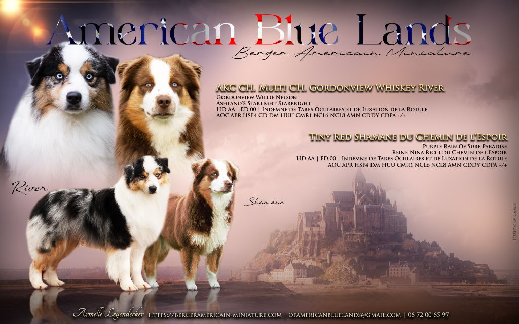 chiot Berger Américain Miniature  Of American Blue Lands