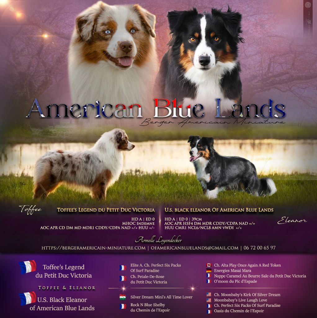 Tous les chiots ont trouvé leur famille
