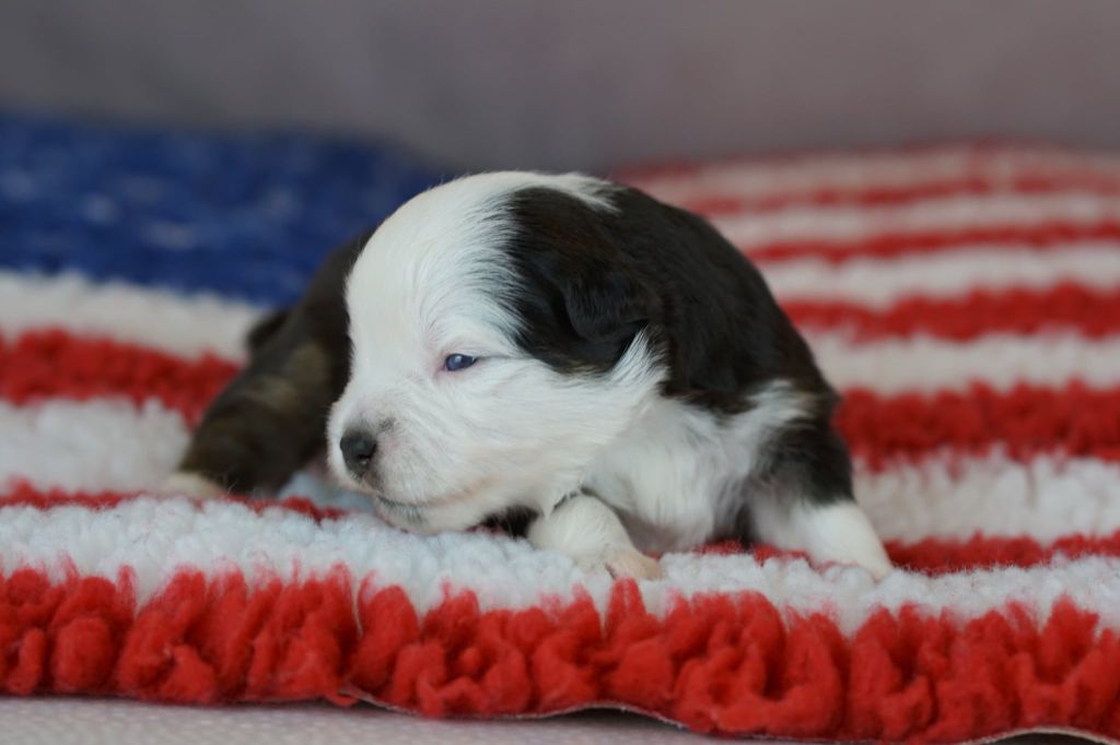 Of American Blue Lands - Chiots disponibles - Berger Américain Miniature 