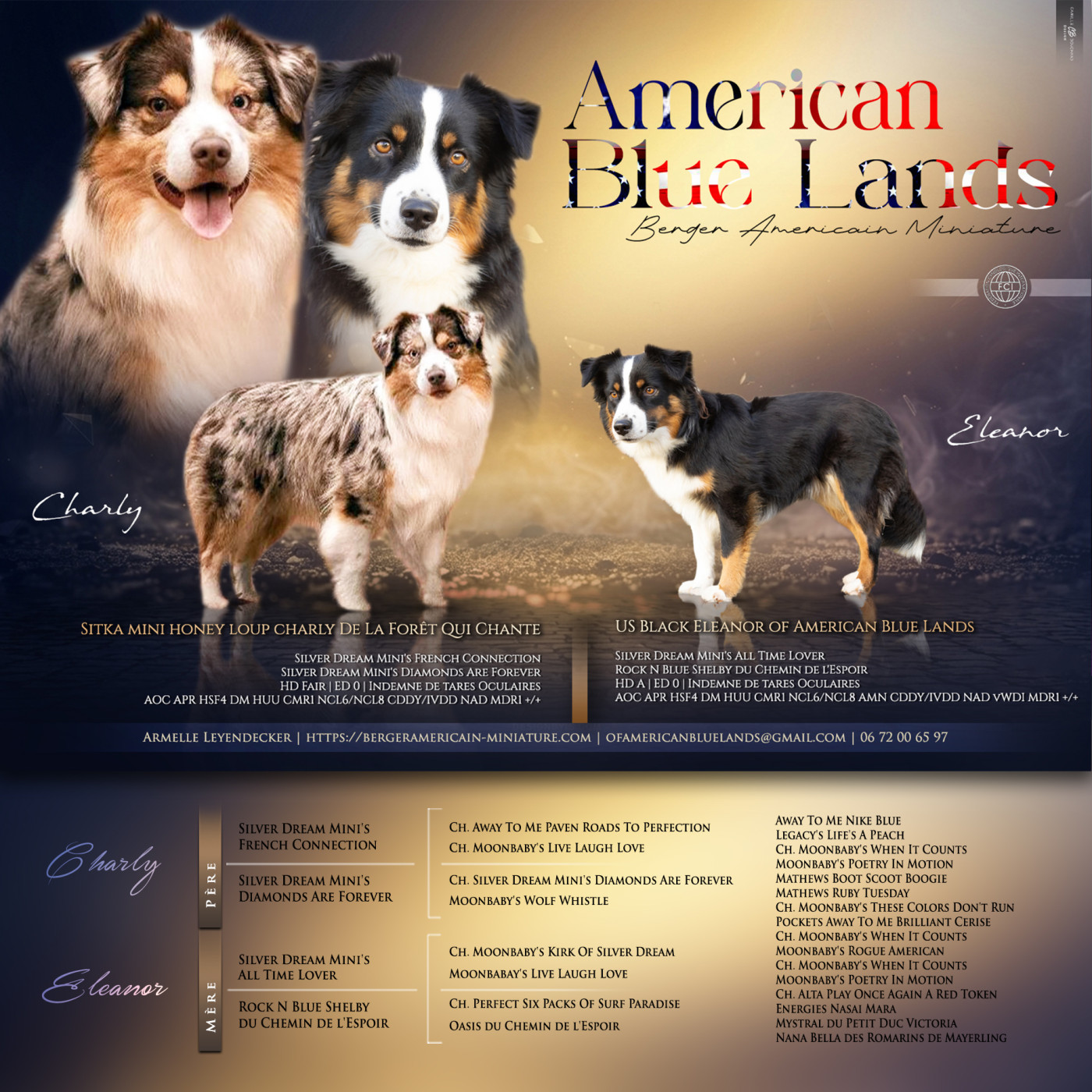 Of American Blue Lands - Berger Américain Miniature  - Portée née le 11/06/2026