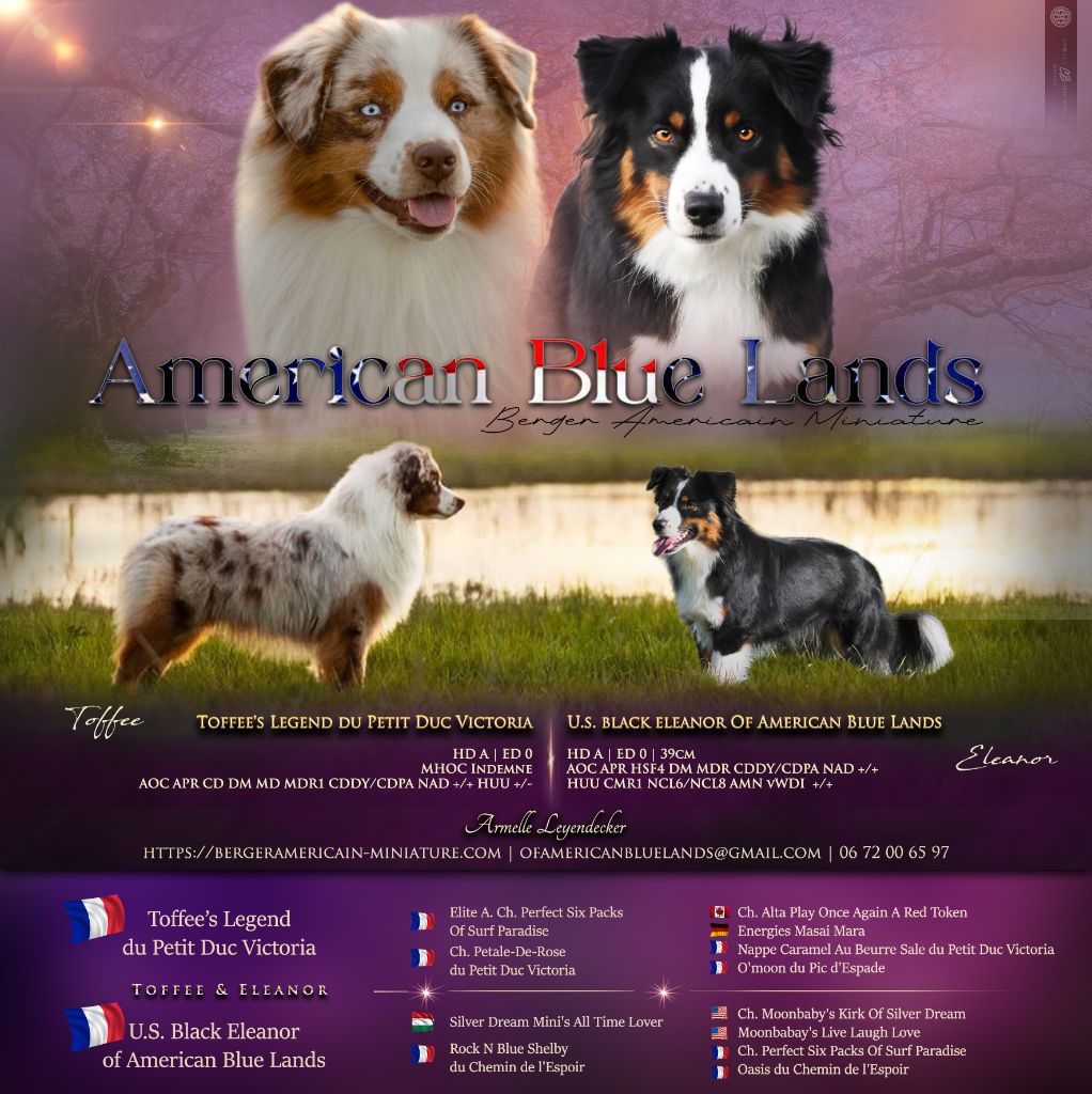 Of American Blue Lands - Berger Américain Miniature  - Portée née le 27/04/2025