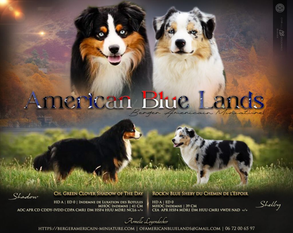 Chiot Berger Américain Miniature  Of American Blue Lands