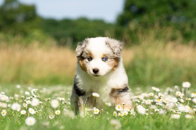 CHIOT 5