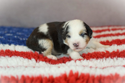 CHIOT 2