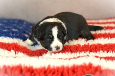 CHIOT 1