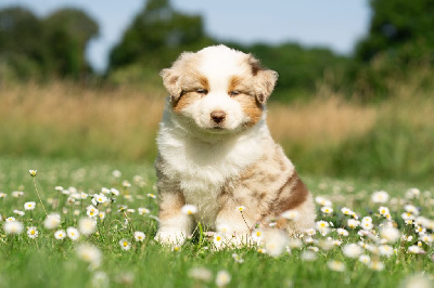CHIOT 2