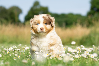 CHIOT 1