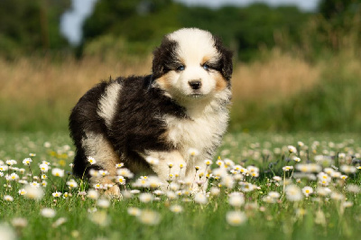 CHIOT 2
