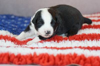 CHIOT 8