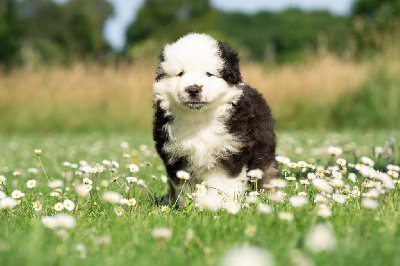 CHIOT 6