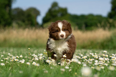 CHIOT 5