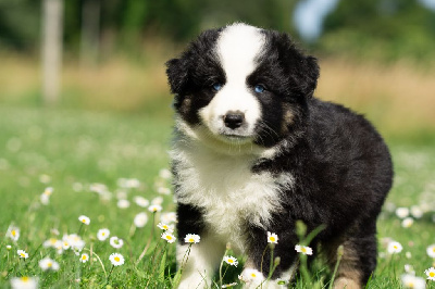 CHIOT 8