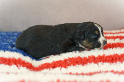 CHIOT 4