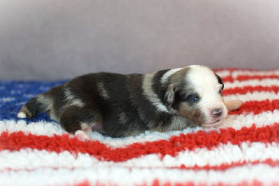 CHIOT 3