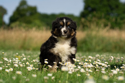 CHIOT 4