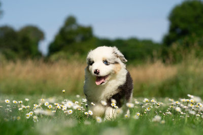CHIOT 7