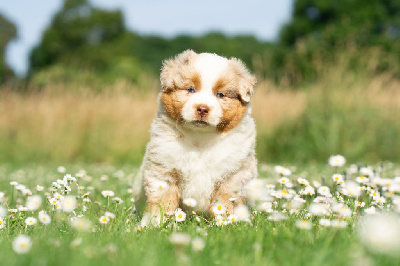 CHIOT 3