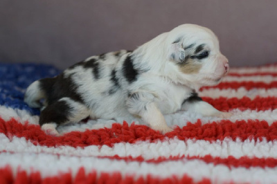 CHIOT 7
