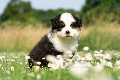 CHIOT 4