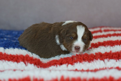 CHIOT 5
