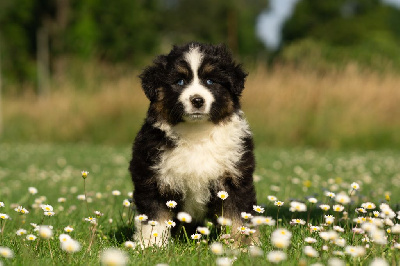 CHIOT 1