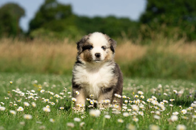 CHIOT 3