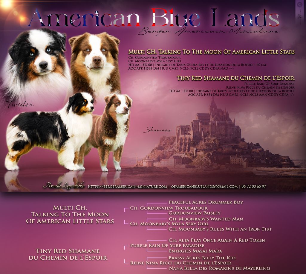 Chiot Berger Américain Miniature Of American Blue Lands